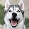 Loki’s Pack