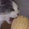 dam.cwhaohsn