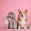 petshop1223