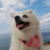 koko_love4