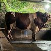 Kurnia.jaya.farm🐃