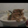 tahlalawunmeow