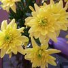tsholorea