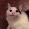mintie208