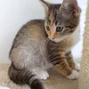 patchoulijoliemimi