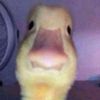 ducklord83