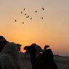 harb_7
