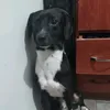 budwaiserdog