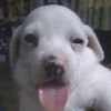 jackiswthedawgs