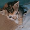 minoucat237