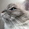 birman_cats_love