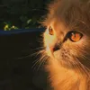 anoshcaa