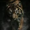 adingtr78
