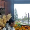 loves_sunflower