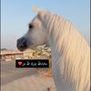 عبدالله🐎❤️📸🐎