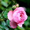 roseel.2023