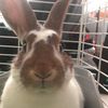 Bungi