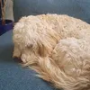 wafflethecockapoo