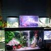 myfishtanks