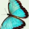 user11517362