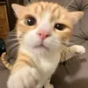 tmy_kitty