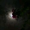 _mohammed.2_6