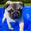 plslikemydog