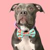 shebathestaffy