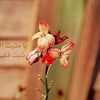 sy_rashed