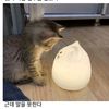 jjong.gu