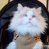winston_the_dollface