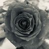 norah_sham1400