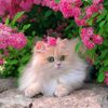 simpleandbeautifuleasyt