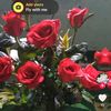 saithiz6