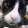 monty_mouse