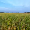 greennight12