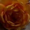 sabr_rumi