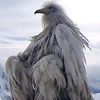 dangerwhitebird