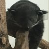 animalworldofwonder