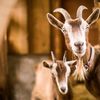 colossalgoat