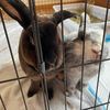 bunnyluv3r