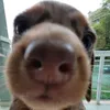 silly_miranda