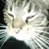fuckingshitzooi