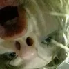 nii.ksi