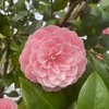 nezumi89