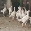 fancychicksvalley