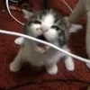 shcoolbusgrr