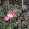 demo121430
