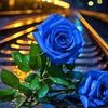 zeenat0195
