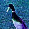 dashing_duck_
